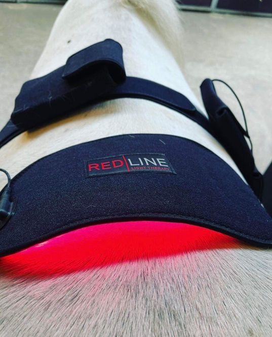 Hovedbilde Redline pad til dyr - Spar ...