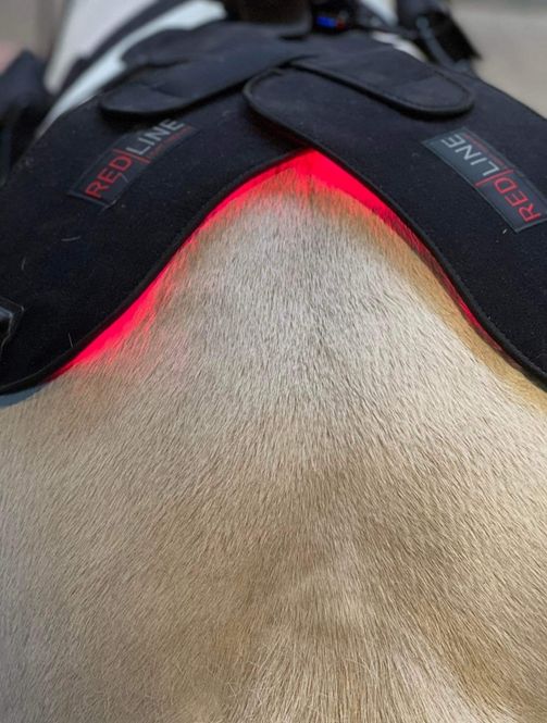 Hovedbilde 2 stk. Redline pads til dyr - ...